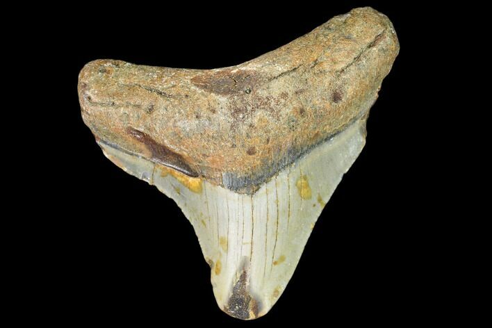 Fossil Megalodon Tooth - North Carolina #109051
